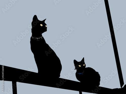 Photography black cat on a window