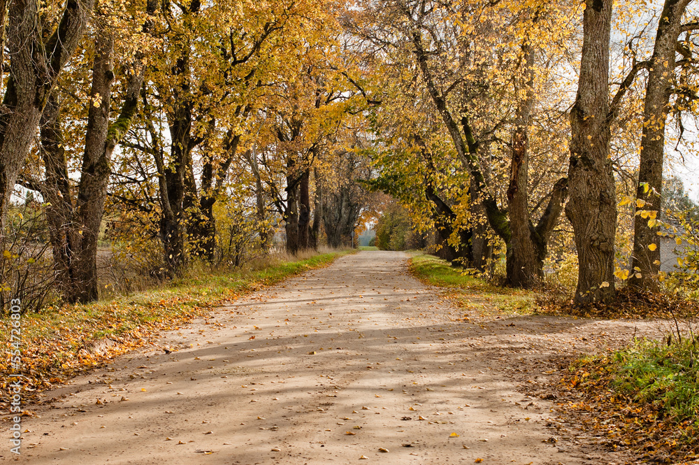 Naklejka premium rural road in autumn,autumn landscape in the photo, an alley of trees with crumbling leaves