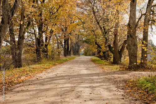 rural road in autumn autumn landscape in the photo  an alley of trees with crumbling leaves