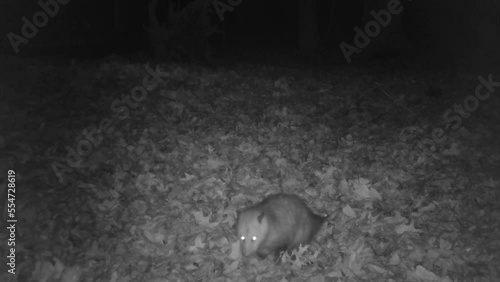 wild opossum looking for food in forest at night