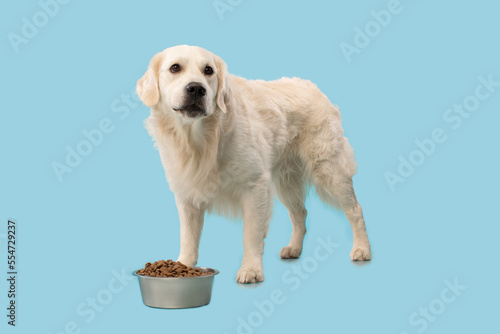 Portrait of labrador dog eating dry food from bowl standing over blue studio background wall, copy space