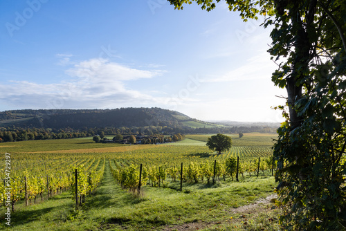 Regimented rows of vines early after sunrise on a sunny day in Autumn, close to Box Hill in Surrey Hills, Dorking photo