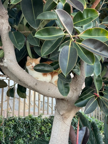tree in garden