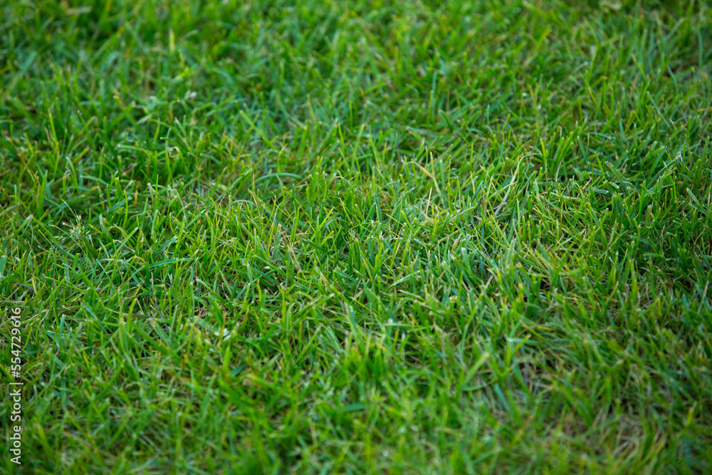 Green grass texture background. Green lawn. Backyard for background. Grass texture. Green lawn desktop picture, park lawn Green grass texture background. Green lawn. Backyard for background. Grass texture. Green lawn desktop picture, park lawn