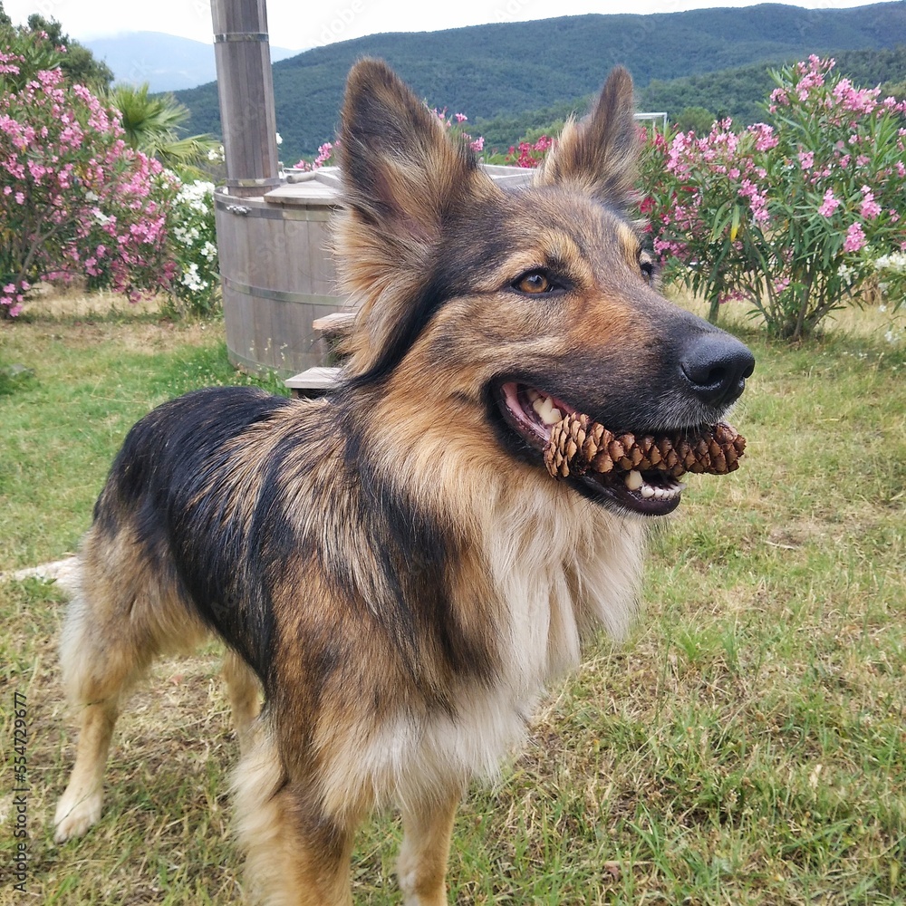 german shepherd dog