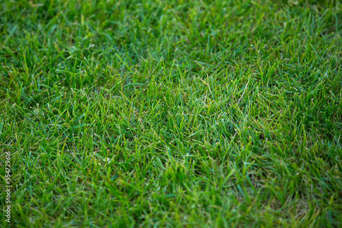 Green grass texture background. Green lawn. Backyard for background. Grass texture. Green lawn desktop picture, park lawn