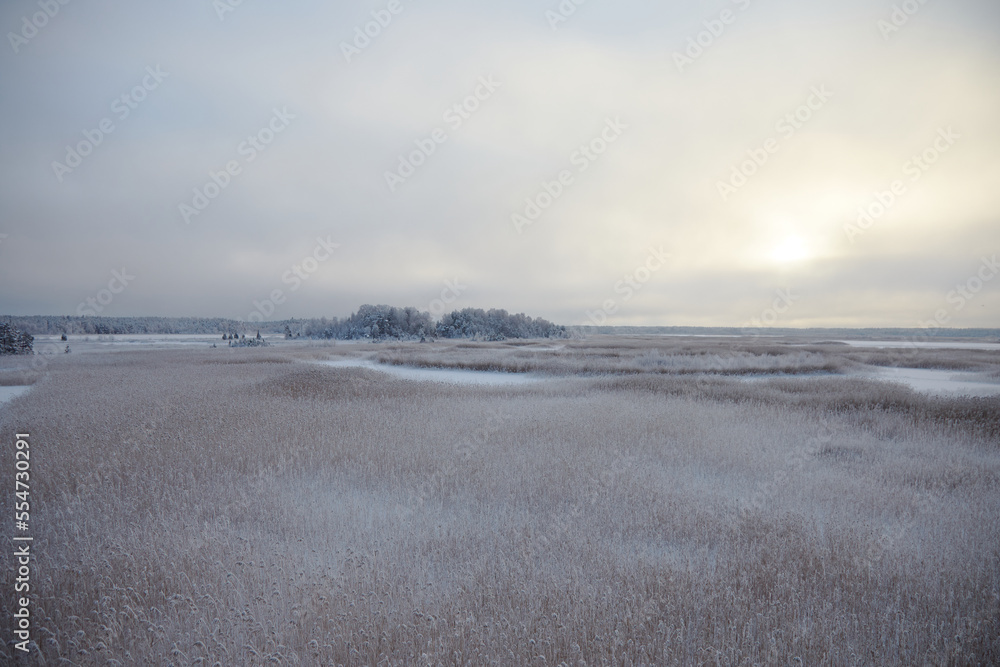 Winter landscape with a frozen reed on the lake and some trees on the horizon, selective focus