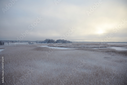 Winter landscape with a frozen reed on the lake and some trees on the horizon  selective focus