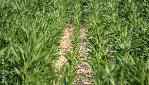 Corn plants in the field. Growing corn, farming and crops in spring.
