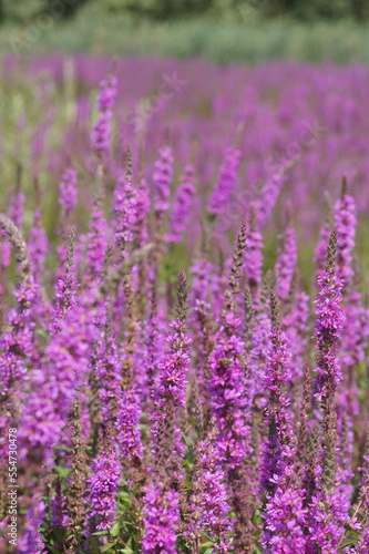 Natural landscape with an overwhelming aggregation of bolossoming Purple loosestrife   Lythrum salicaria