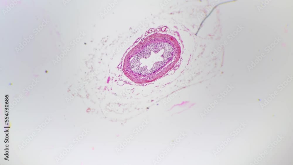 Human ureter in cross section filmed under light micrograph 40x on