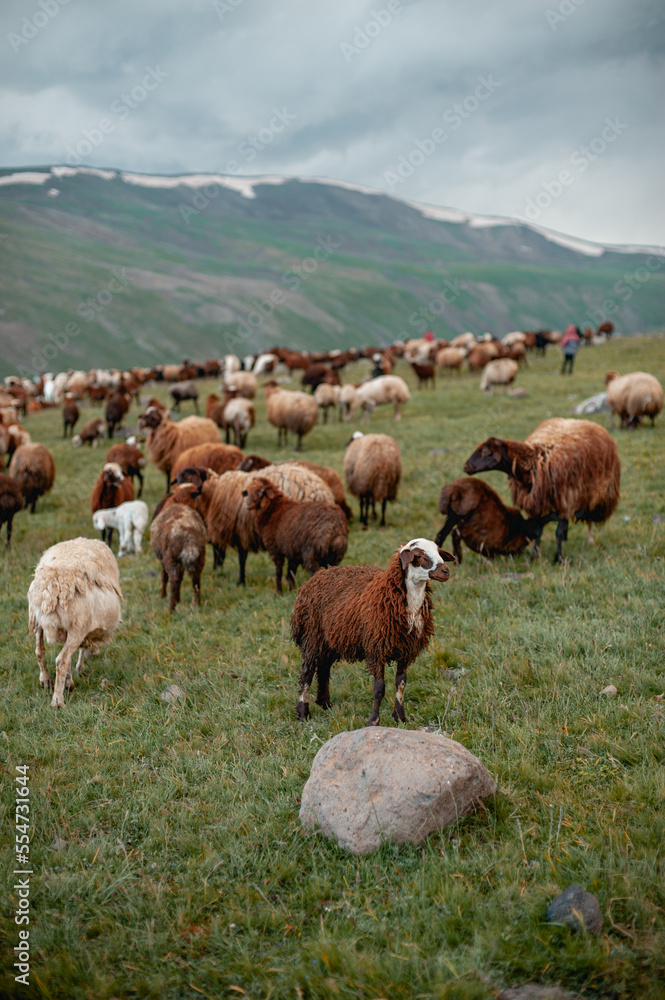 Obraz premium a large herd of sheep grazing on a green pasture in the mountains. Sheep breeding in mountainous regions is the main business of nomadic small peoples