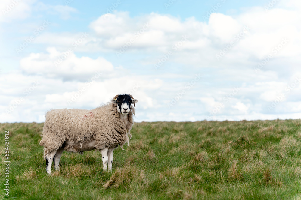 The grazing big sheep on the meadow against cloudy blue sky The grazing big sheep on the meadow against cloudy blue sky