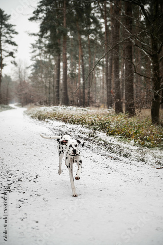 junger Dalmatiner (Hund) spielt im verschneiten Wald im Winter