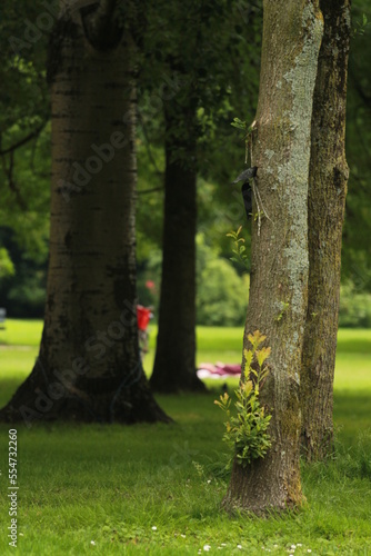 Park in Amsterdam.