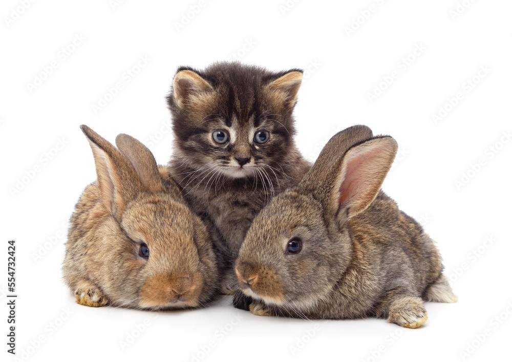 Obraz premium Two little rabbits with a kitten.