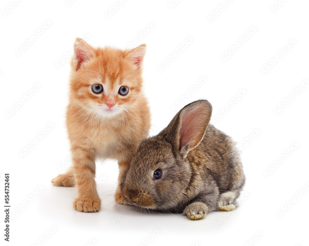 Obraz premium Kitten with a rabbit.