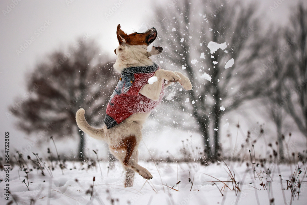 Jack russel terrier