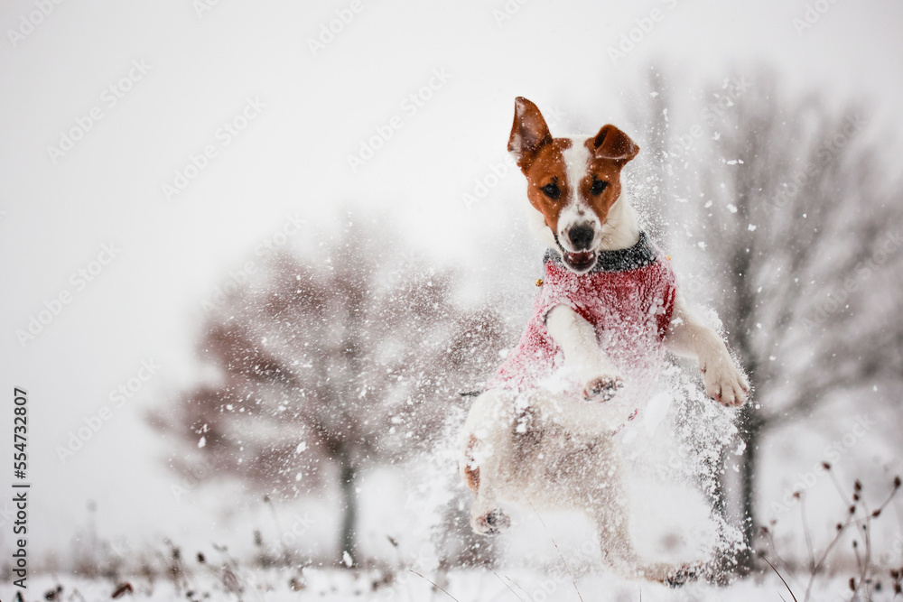 Jack russel terrier