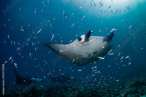 Diving with giant creatures manta rays in deep Indian Ocean on Maldives
