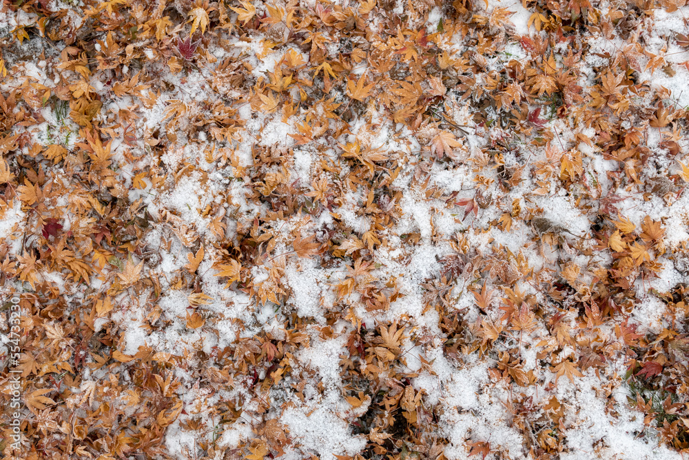 detail of leaves at the meadow in winter covered with snow and ice detail of leaves at the meadow in winter covered with snow and ice