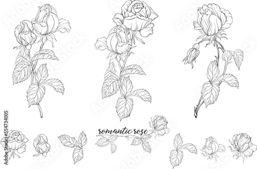 Graphic roses. Floral composition. Roses. Vector colors. 