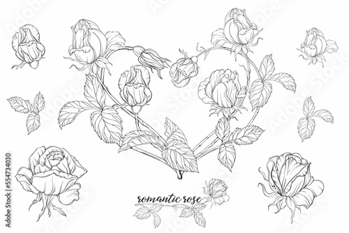 Graphic roses. Floral composition. Roses. Vector colors. Heart of roses. 