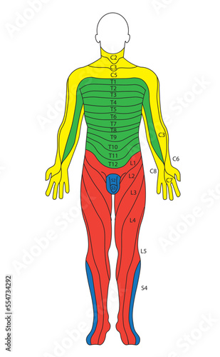 Dermatomes diagram. Correlation of the nerves and skin position. Frontal view