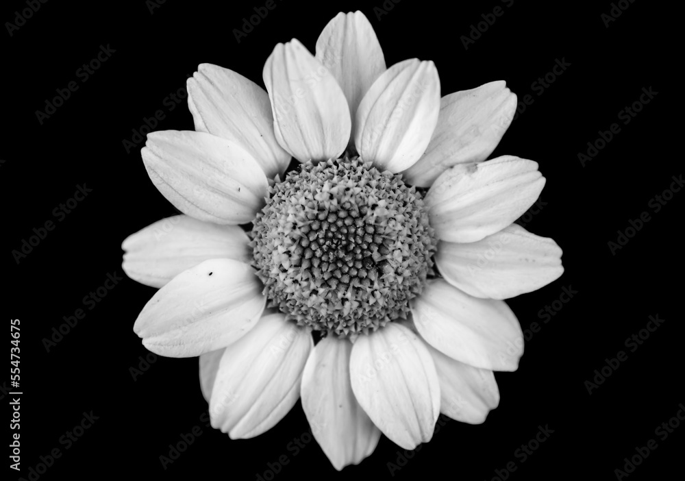 Black and White Macro of a Beautiful Daisy in Nature Black and White Macro of a Beautiful Daisy in Nature
