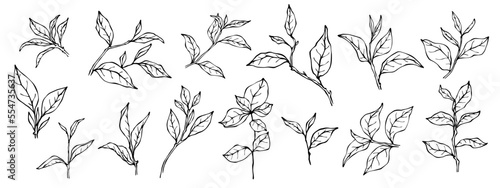 Tea leaves sketch set. Vector graphic.