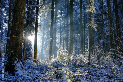 Fototapeta Naklejka Na Ścianę i Meble -  forest in winter