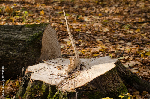 Stump with wooden chips and a piece of a freshly sawn tree trunk, blurred background with fallen autumn leaves, deforestation, environmental protection theme