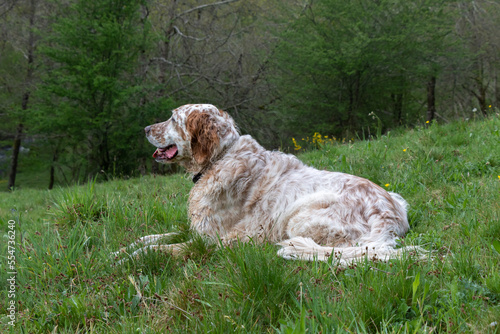 An English setter laying in the grass.