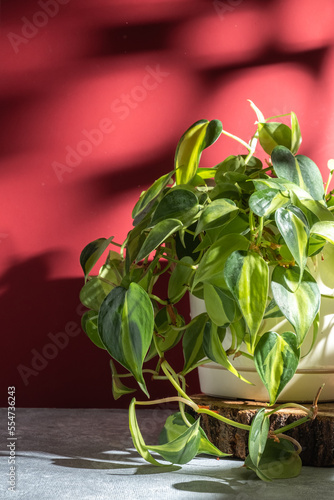 Indoor plant philodendron Brasil in a white pot on red wall color background. 