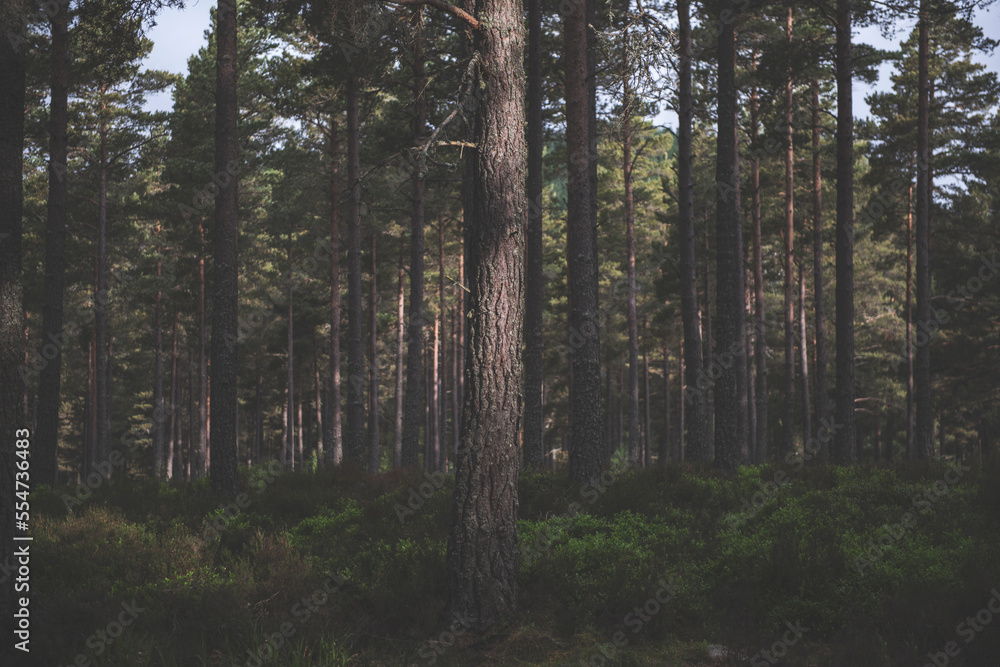 The Cairngorms - Scotland - Landscape Photography