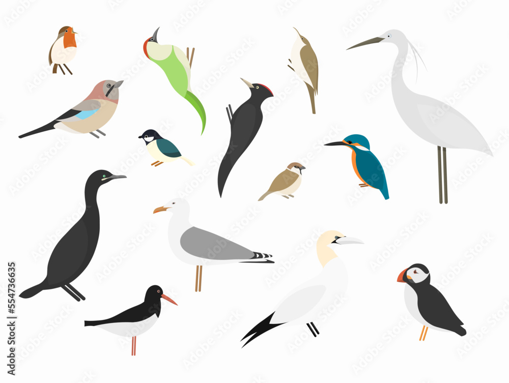 Obraz premium Ensemble d’oiseaux communs et d’oiseaux marins
