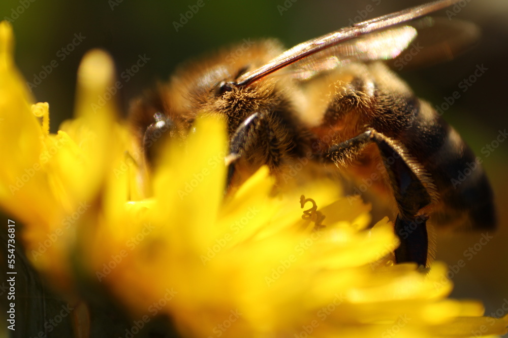 Bright yellow abstract bee close up on dandelion flower in spring Bright yellow abstract bee close up on dandelion flower in spring