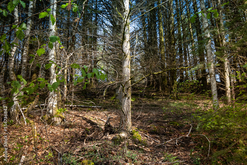 A view through the trees into the woods. A view through the trees into the woods.