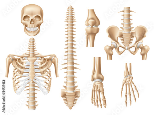 Realistic human bones. 3d anatomical skeleton parts, skull, ribs, spine and pelvis, vertebral column spine, educational medical and artistic model. Anatomy and medicine, utter vector set