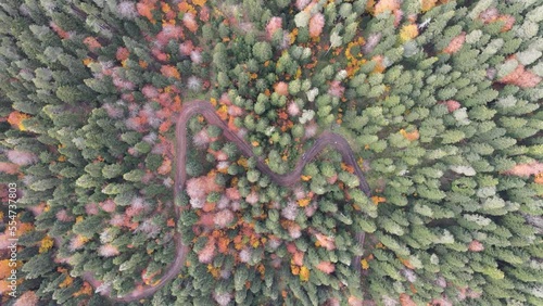 drone and forest shooting soaring to the sky