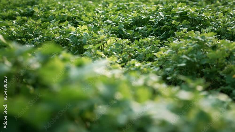 Mustard sprouts growing on farm, vegetable field. Green young blooming plants. Agriculture, plantation, industry, spring day. Mustard sprouts growing on farm, vegetable field. Green young blooming plants. Agriculture, plantation, industry, spring day.