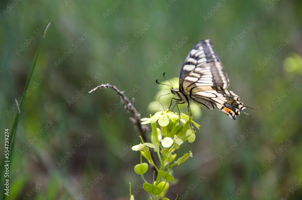 Macro of a Beautiful Butterfly Perched on a Flower Macro of a Beautiful Butterfly Perched on a Flower