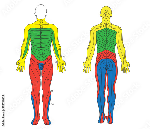Dermatomes diagram. Correlation of the nerves and skin position. Frontal and back view photo