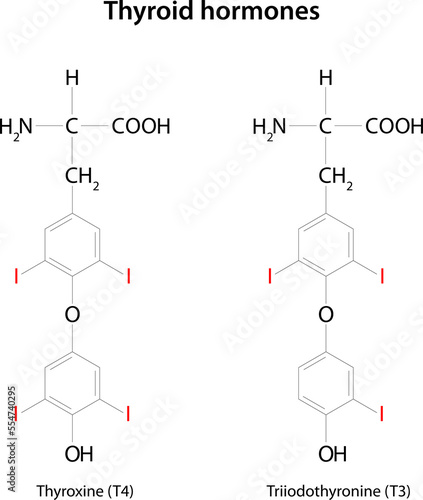 Thyroid hormones: thyroxine (T4) and triiodothyronine (T3). photo