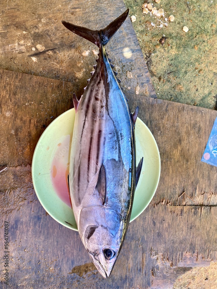 The skipjack tuna (Katsuwonus pelamis) is a mediumsized perciform fish