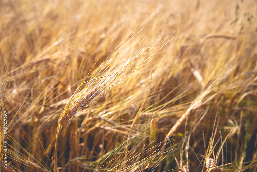 Beautiful shot of golden wheat rye field Beautiful shot of golden wheat rye field