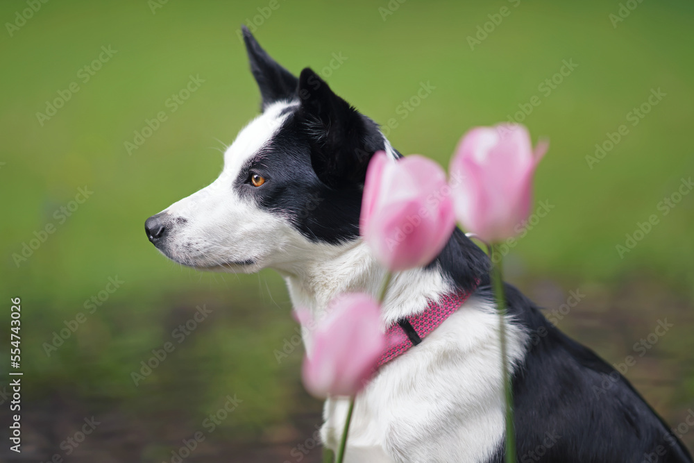 The portrait of an adorable black and white short-haired Border Collie dog wearing a pink collar posing outdoors with pink tulips in summer