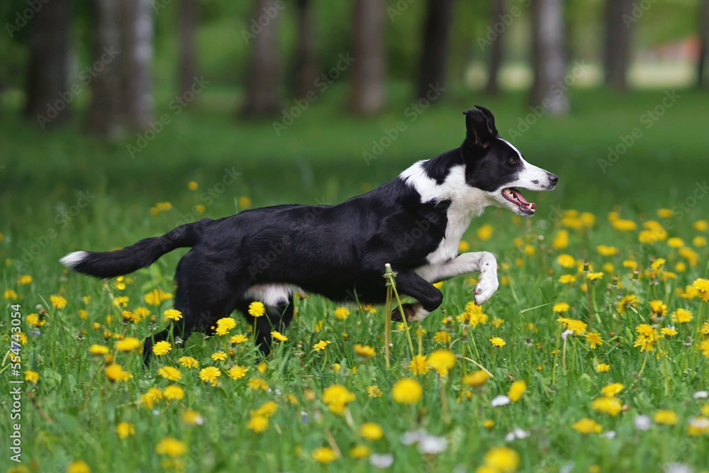 Active black and white short-haired Border Collie dog running fast on a green grass with yellow dandelion flowers in summer Active black and white short-haired Border Collie dog running fast on a green grass with yellow dandelion flowers in summer