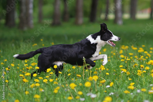 Active black and white short-haired Border Collie dog running fast on a green grass with yellow dandelion flowers in summer