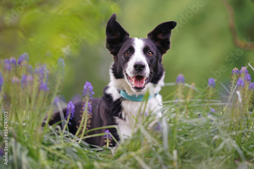 Cute black and white short-haired Border Collie dog with a light blue collar posing outdoors lying down in a green grass with purple Muscari flowers in summer